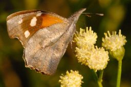 American Snout Butterfly