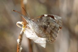 American Snout Butterfly