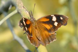 American Snout Butterfly