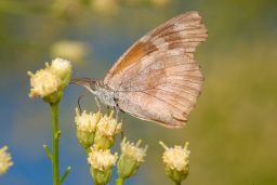 American Snout Butterfly