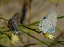 Ceraunus Blue Butterfly