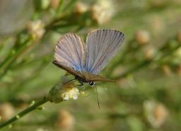 Ceraunus Blue Butterfly