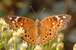 Empress Leilia Butterfly