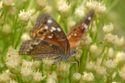 Empress Leilia Butterfly