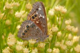 Empress Leilia Butterfly