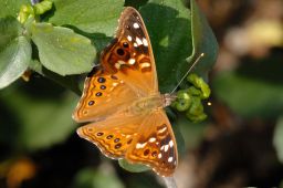 Empress Leilia Butterfly