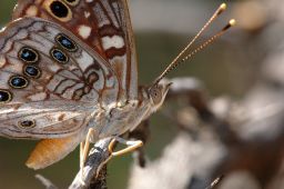 Empress Leilia Butterfly