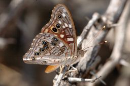 Empress Leilia Butterfly