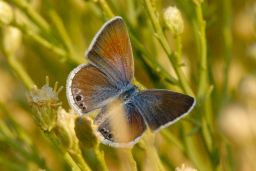 Reakirts Blue Butterfly