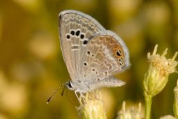 Reakirts Blue Butterfly