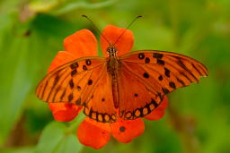 Gulf Fritillary Butterfly