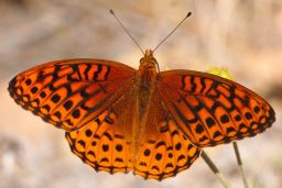 Northwestern Fritillary