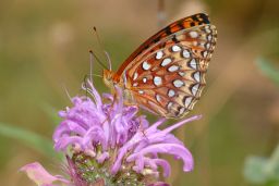 Northwestern Fritillary