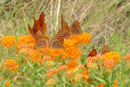 Northwestern Fritillary