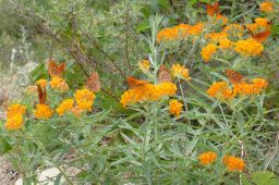 Northwestern Fritillary