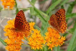 Northwestern Fritillary