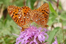 Northwestern Fritillary