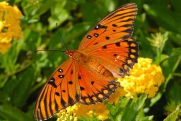 Gulf Fritillary Butterfly