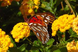 Gulf Fritillary Butterfly