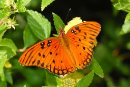 Gulf Fritillary Butterfly