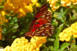 Gulf Fritillary Butterfly