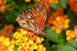 Gulf Fritillary Butterfly