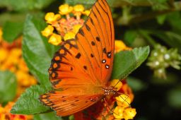 Gulf Fritillary Butterfly