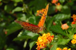 Gulf Fritillary Butterfly