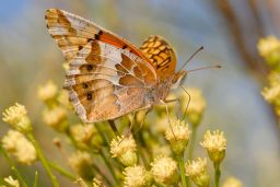 Varigated Fritillary Butterfly