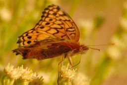 Varigated Fritillary Butterfly