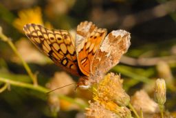 Varigated Fritillary Butterfly