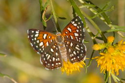 Mormon Metalmark Butterfly