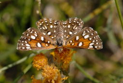 Mormon Metalmark Butterfly