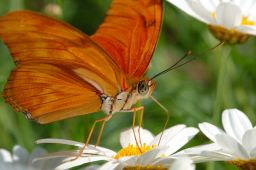 Longwing Gallery