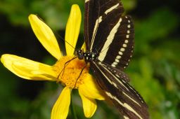 Zebra Longwing