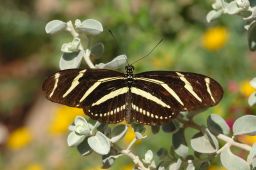 Zebra Longwing