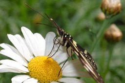 Zebra Longwing