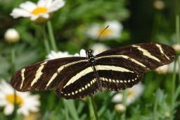 Zebra Longwing