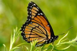 Viceroy Butterfly