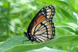 Viceroy Butterfly