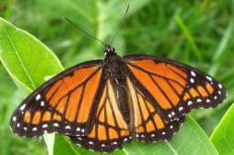 Viceroy Butterfly