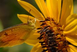 Sleepy Orange Butterfly