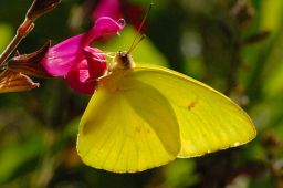 Clouded Sulfur Butterfly