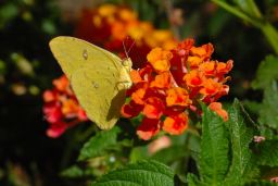 Cloudless Sulfur Butterfly
