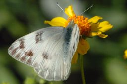 Checkered White Butterfly