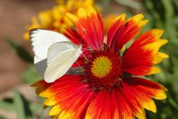 Great Southern White Butterfly