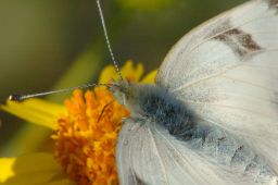 Checkered White Butterfly