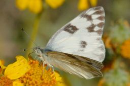 Checkered White Butterfly