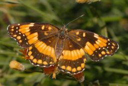 California Patch Butterfly