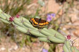 California Patch Butterfly